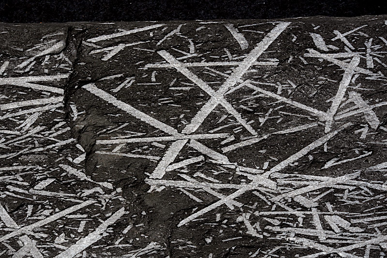Slab of Monograptus graptolite fossils from Brittany, single-strand colonies preserved on dark shale