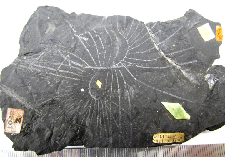 Fossilized graptolite Nemagraptus gracilis, an index fossil of the Upper Ordovician
