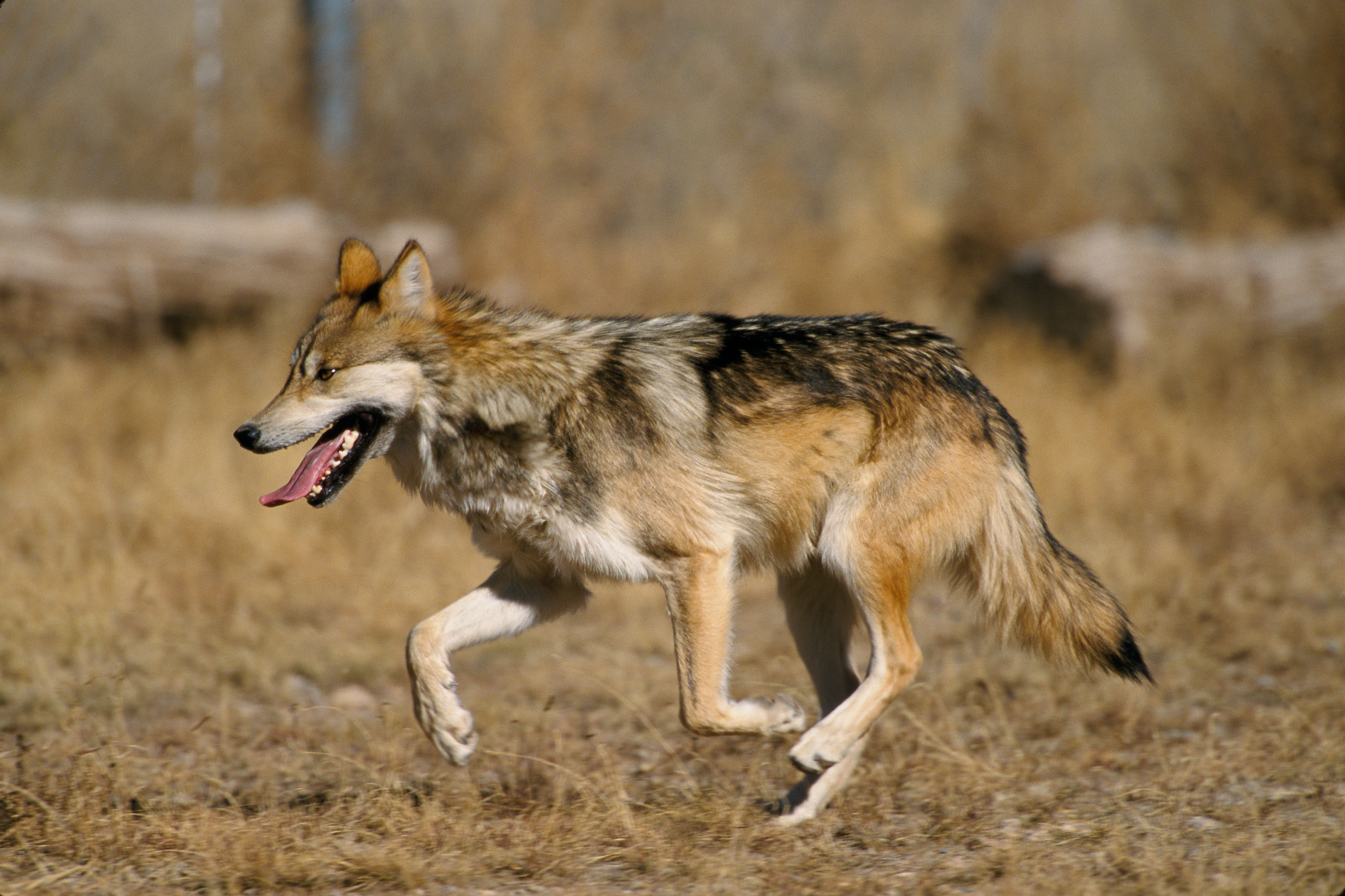 Gray wolf running across open ground, the dire wolf's distant living relative