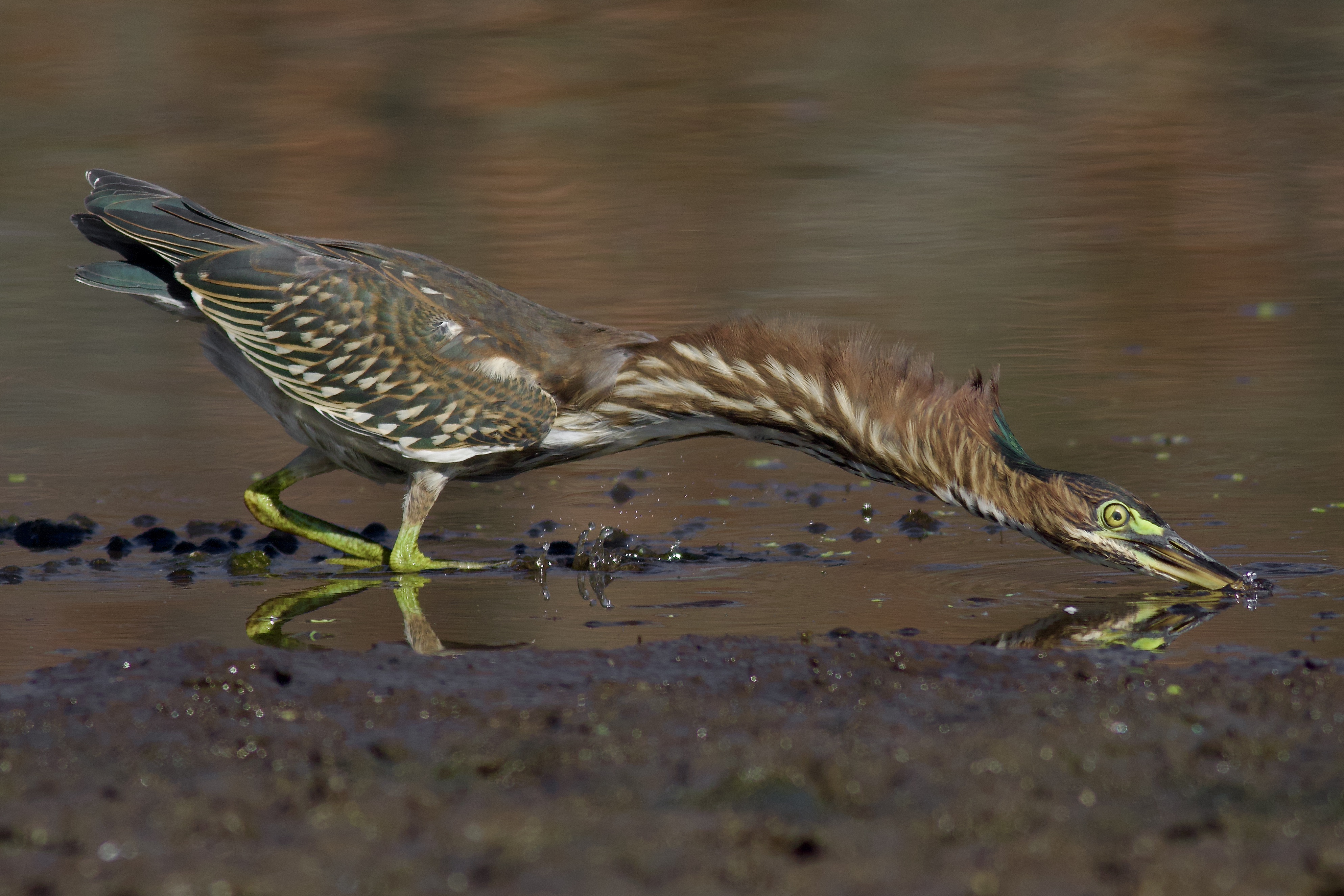 Green heron wading through shallow water while hunting for aquatic prey