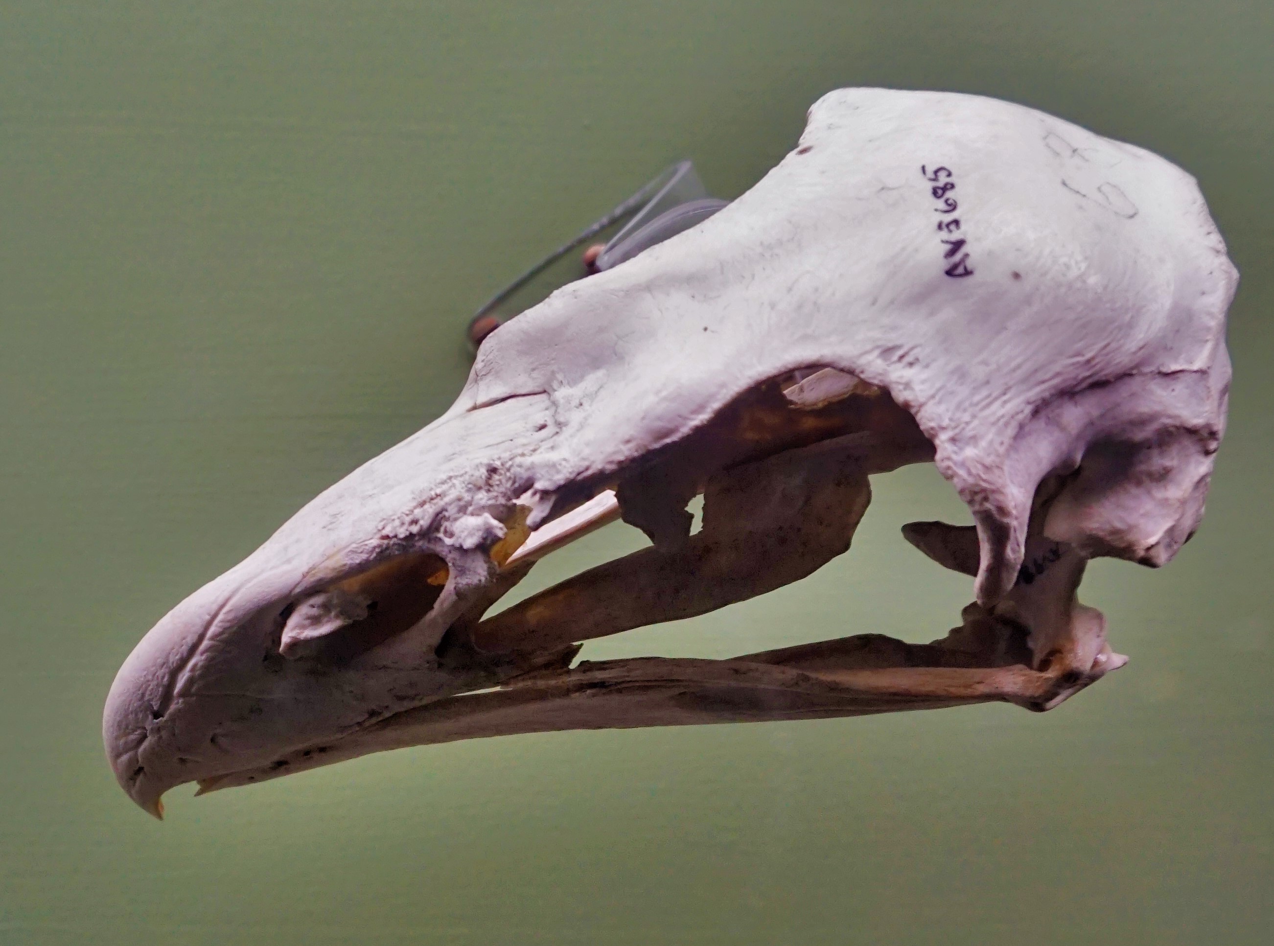 Haast's eagle skull specimen displayed at the Canterbury Museum in Christchurch