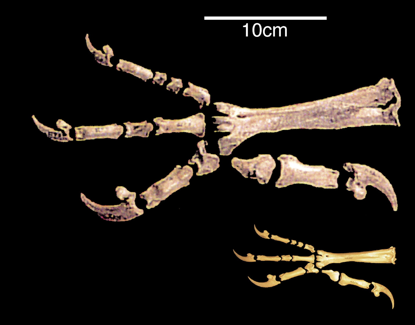 Haast's eagle talon bones compared with those of a modern little eagle