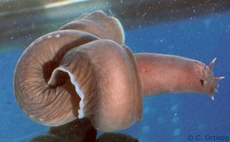 A hagfish tied into an overhand knot, using its own body as leverage while feeding