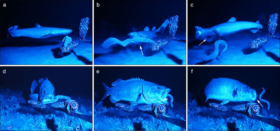 A shark releasing a hagfish after its mouth and gills became clogged with defensive slime