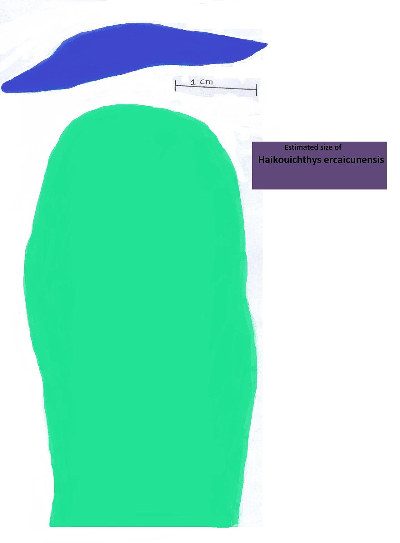 Size comparison showing Haikouichthys next to a human hand for scale