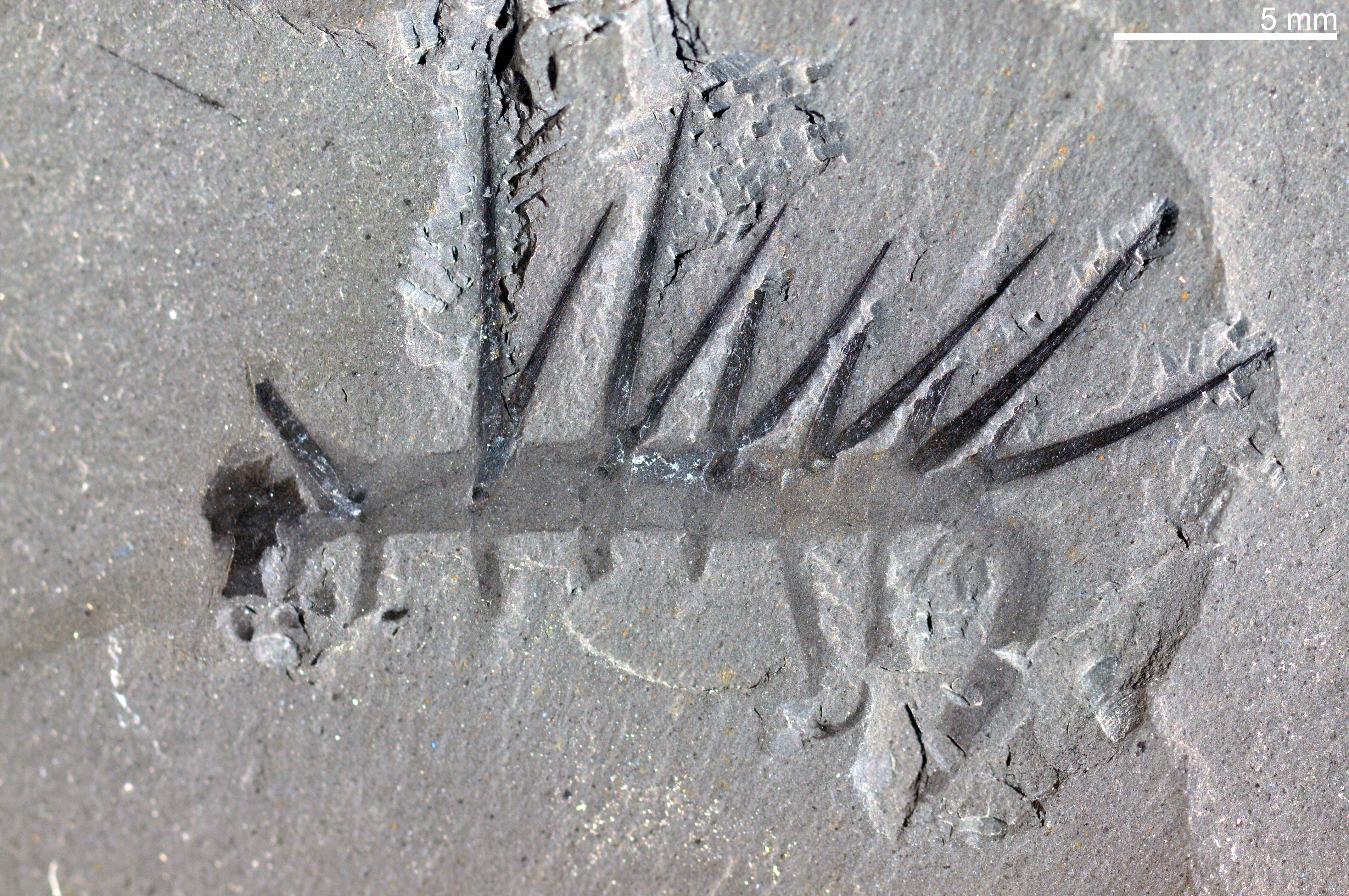Holotype fossil specimen of Hallucigenia sparsa from the Burgess Shale showing paired spines along the dorsal surface