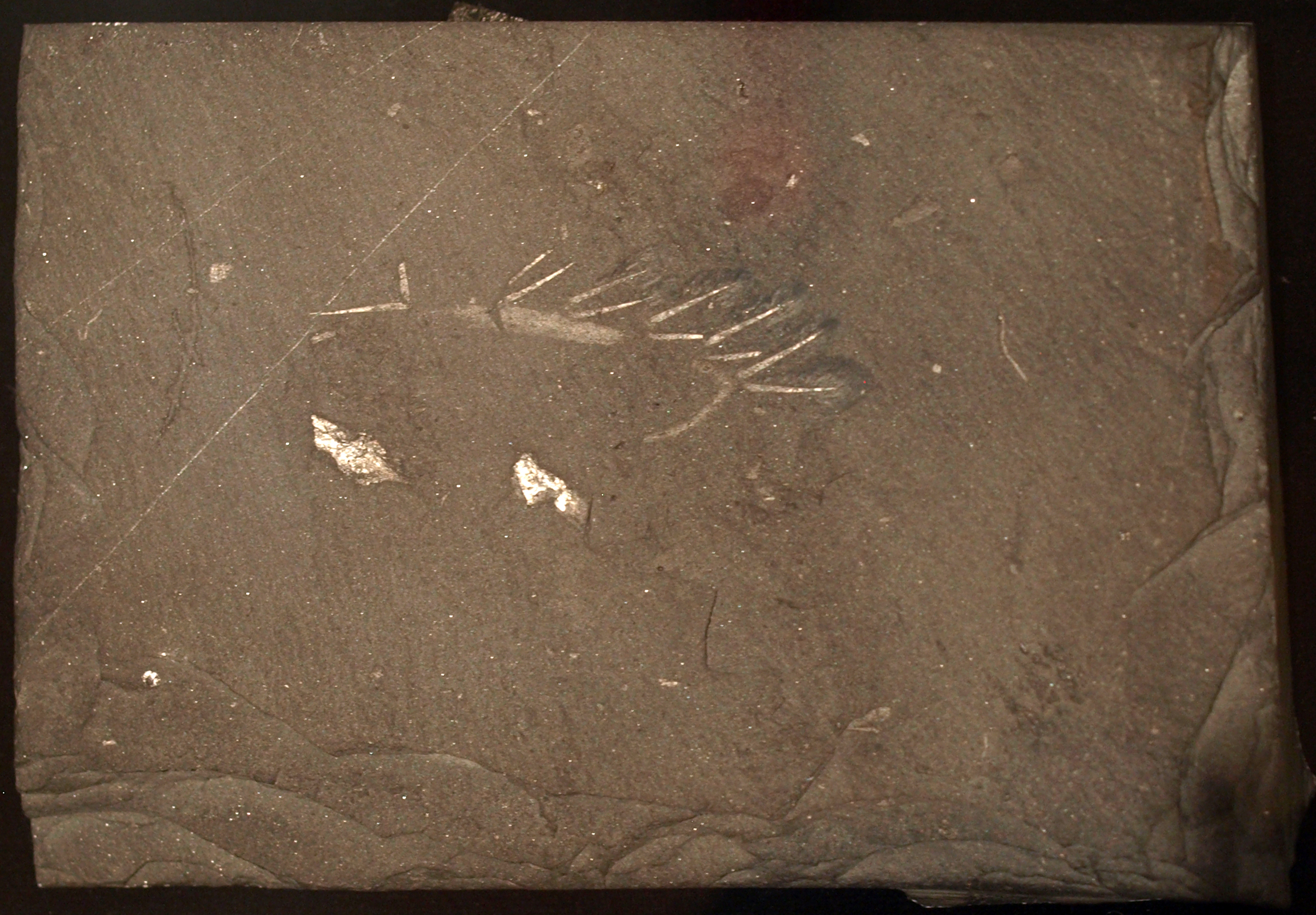 Fossil specimen of Hallucigenia sparsa showing paired spines along its body from the Burgess Shale