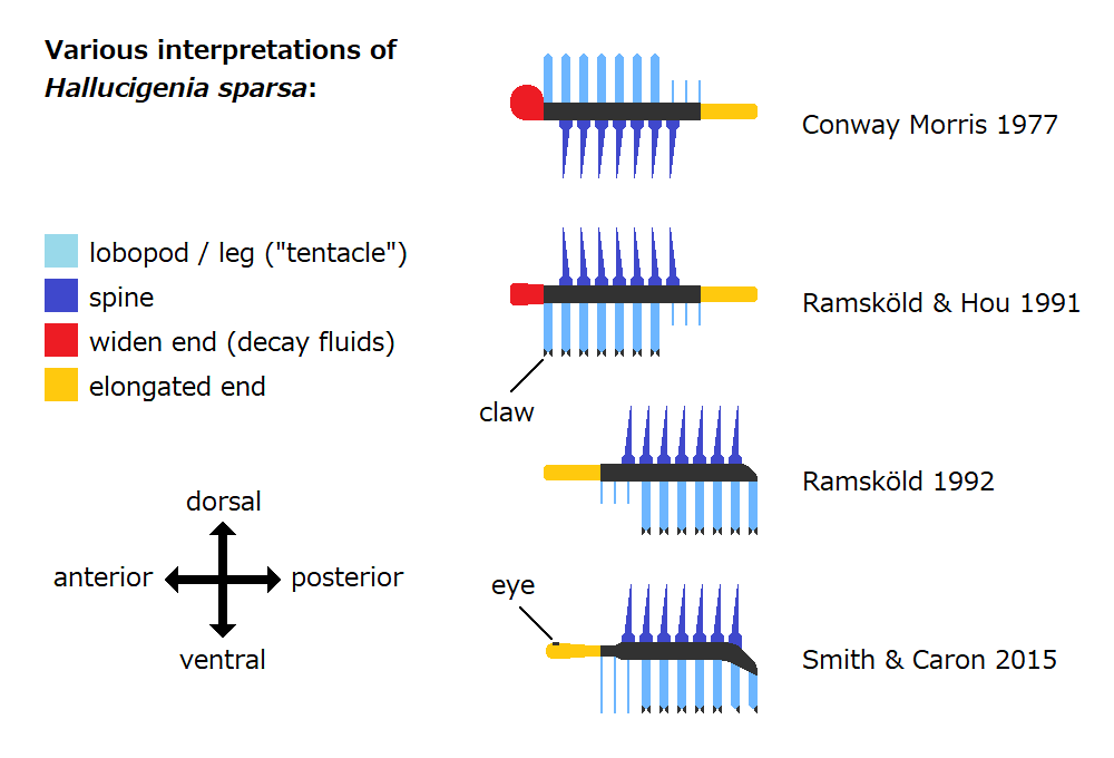 Diagram showing the changing interpretations of Hallucigenia sparsa from 1977 to modern reconstructions