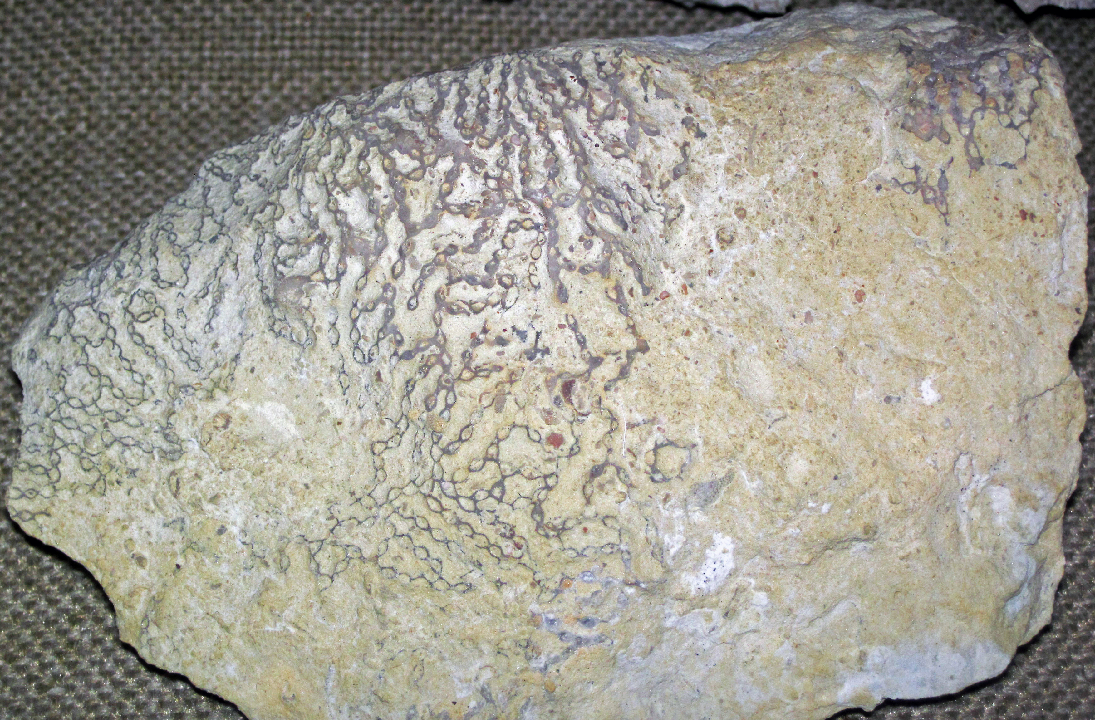 Close-up view of Halysites chain coral from the Lower Silurian Brassfield Formation, Ohio