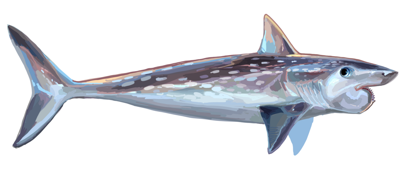 Life restoration of Helicoprion davisii showing the spiral tooth whorl in the lower jaw