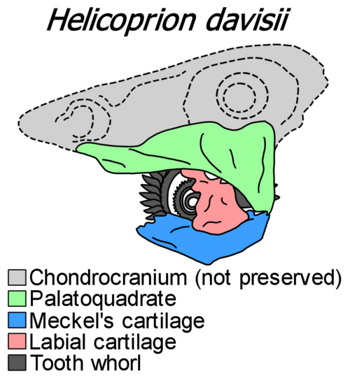 CT-based skull restoration of Helicoprion davisii showing jaw structure