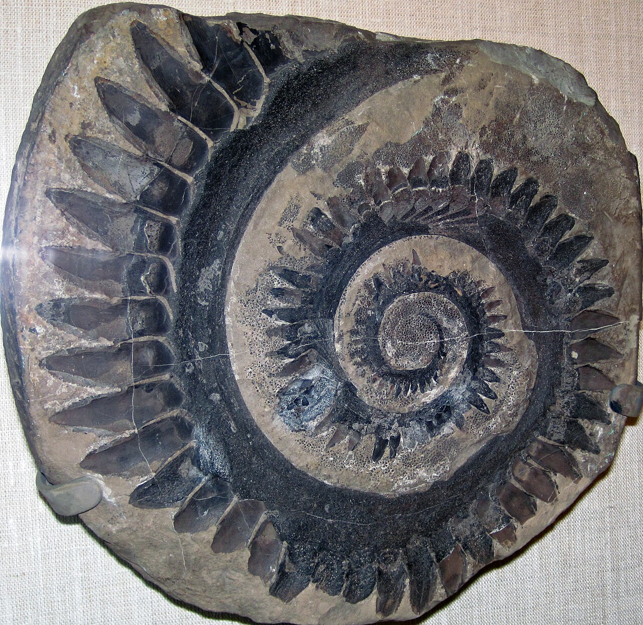 Helicoprion tooth whorl fossil