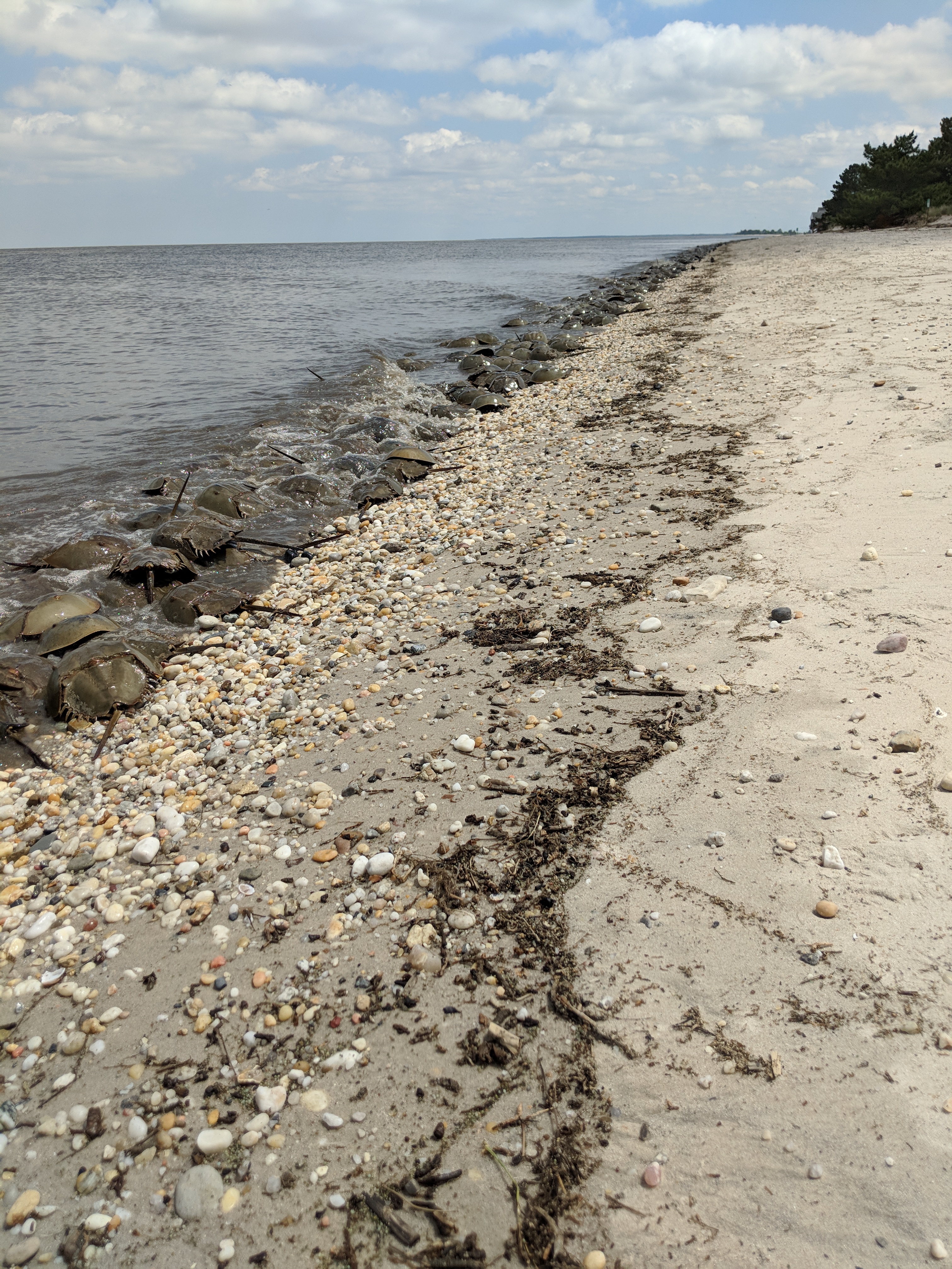 Atlantic horseshoe crabs gathered on a sandy beach during spawning season