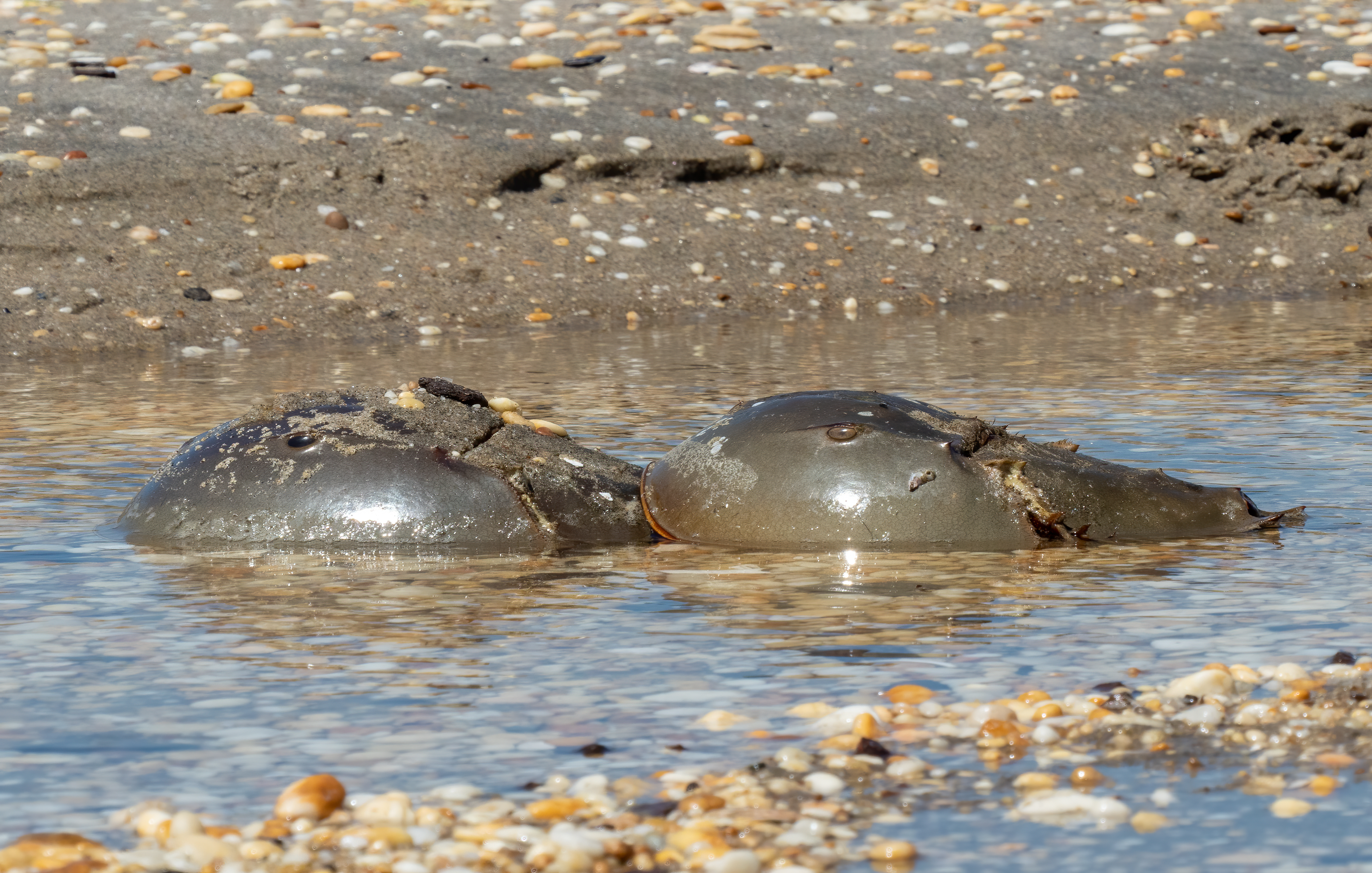 Pair of horseshoe crabs on a Delaware Bay beach during spring spawning aggregation