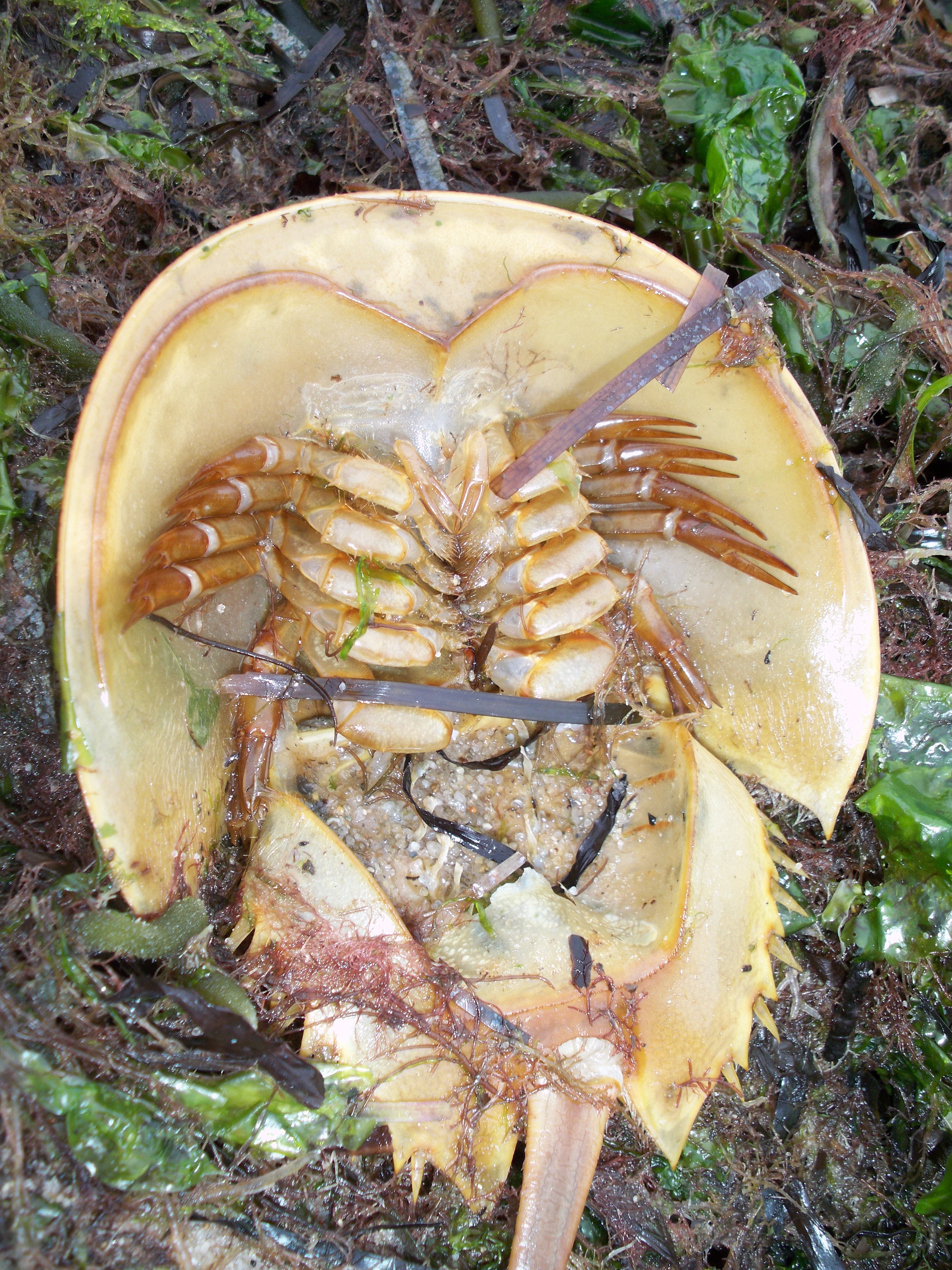 Ventral view of horseshoe crab showing book gills, walking legs, and mouth structure