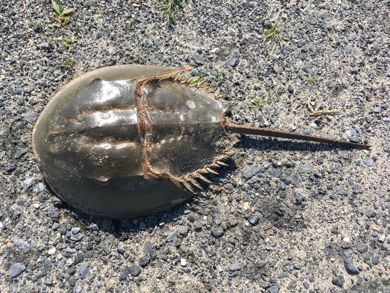 Atlantic horseshoe crab Limulus polyphemus viewed from above on a Delaware beach