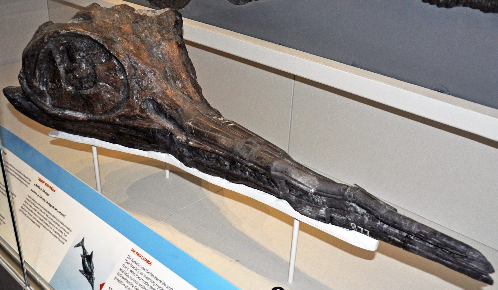 Ichthyosaurus communis fossil from the Lower Jurassic of Lyme Regis, a hunter of belemnites