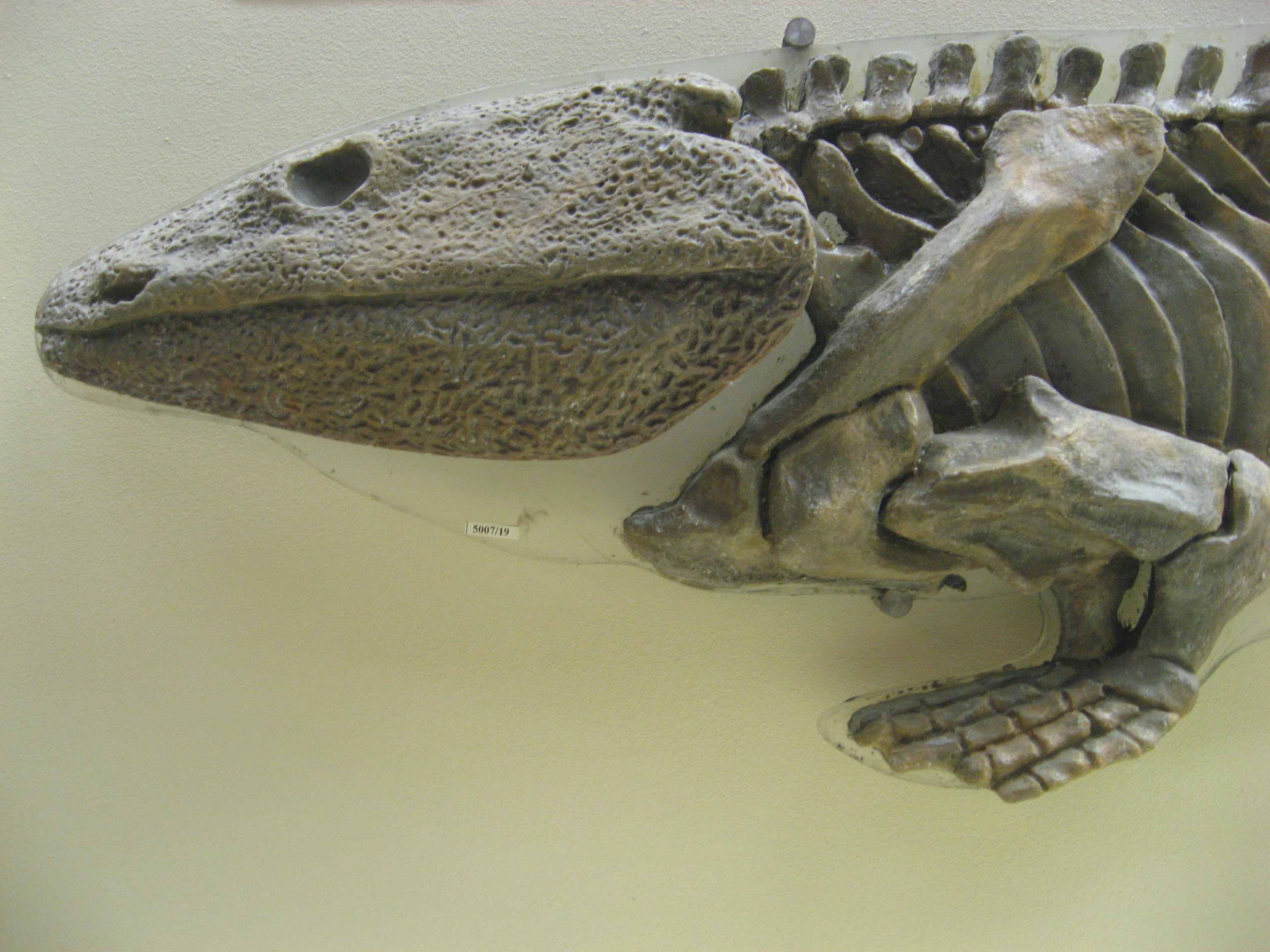 Fossil skeleton cast of Ichthyostega showing the ribcage, limb bones, and tail structure