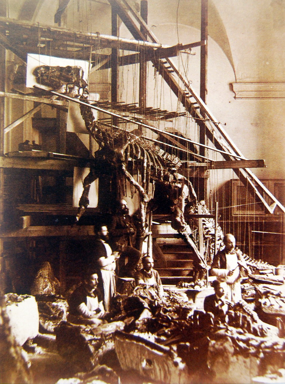 Mounted skeleton of an Iguanodon excavated from the Bernissart coal mine, on display in Brussels