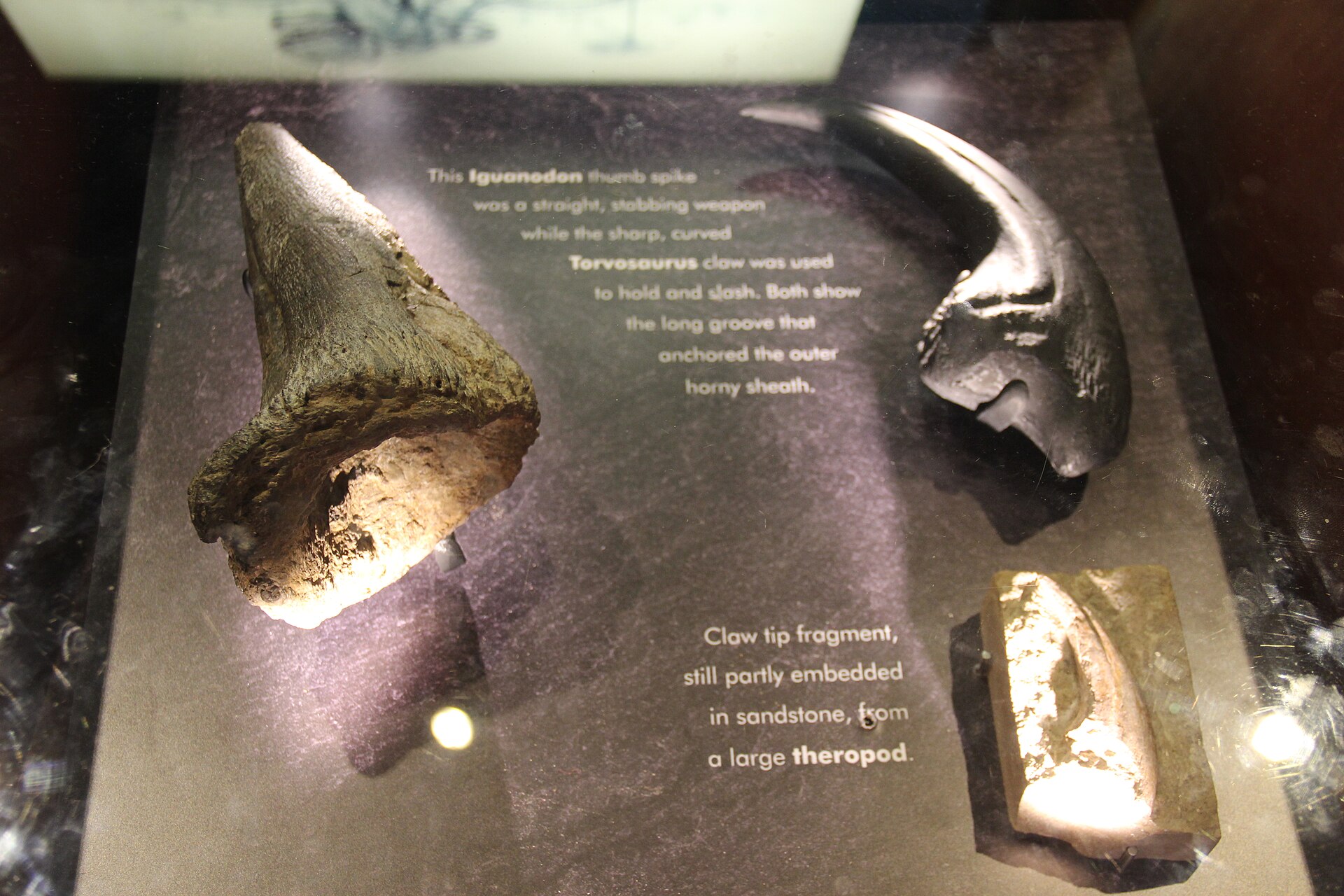 Two conical Iguanodon thumb spikes mounted on the hand of a museum specimen