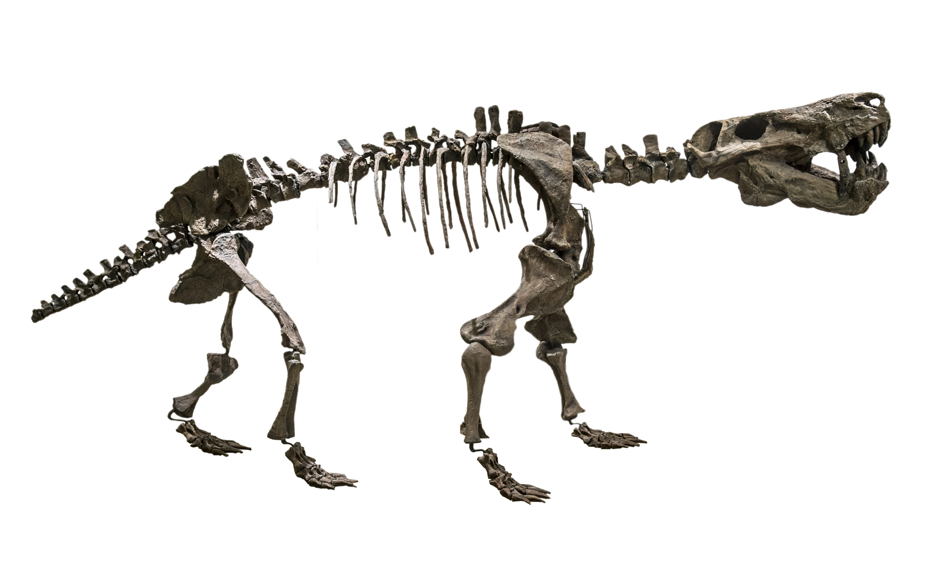 Life-size museum replica of Inostrancevia alexandri showing its massive skull and saber teeth