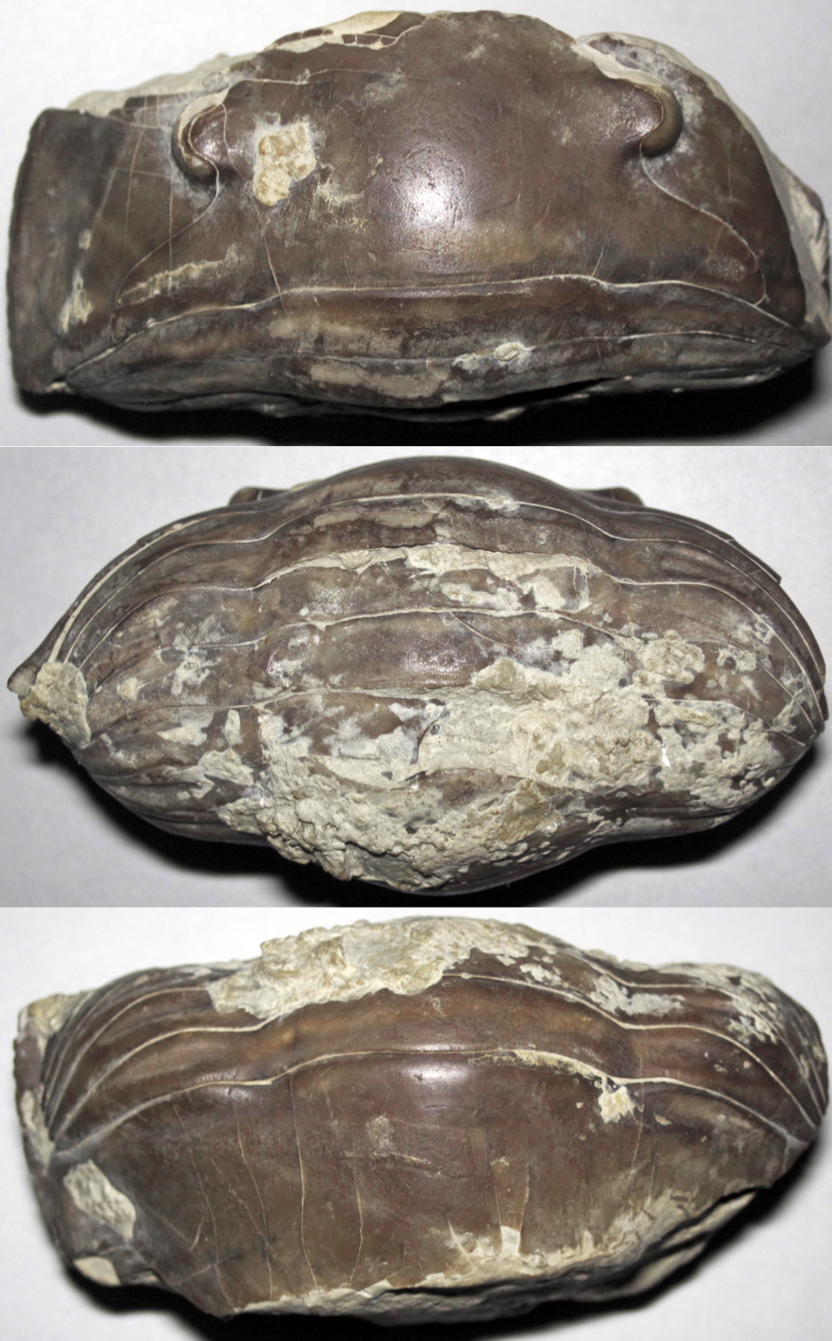 Enrolled Isotelus maximus fossil curled into a defensive ball in Ordovician limestone