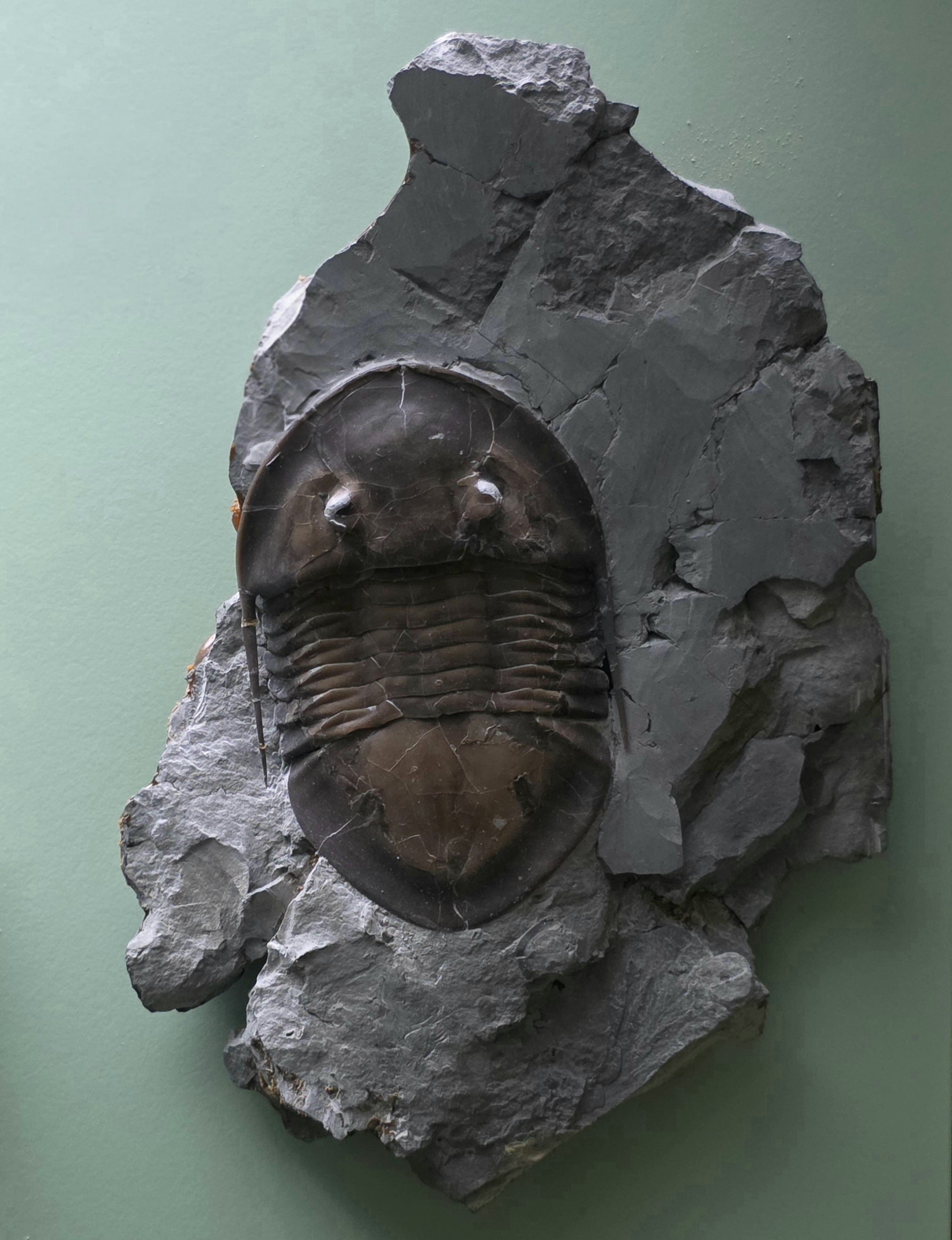 Isotelus maximus trilobite fossil showing the smooth, broad cephalon typical of this giant species