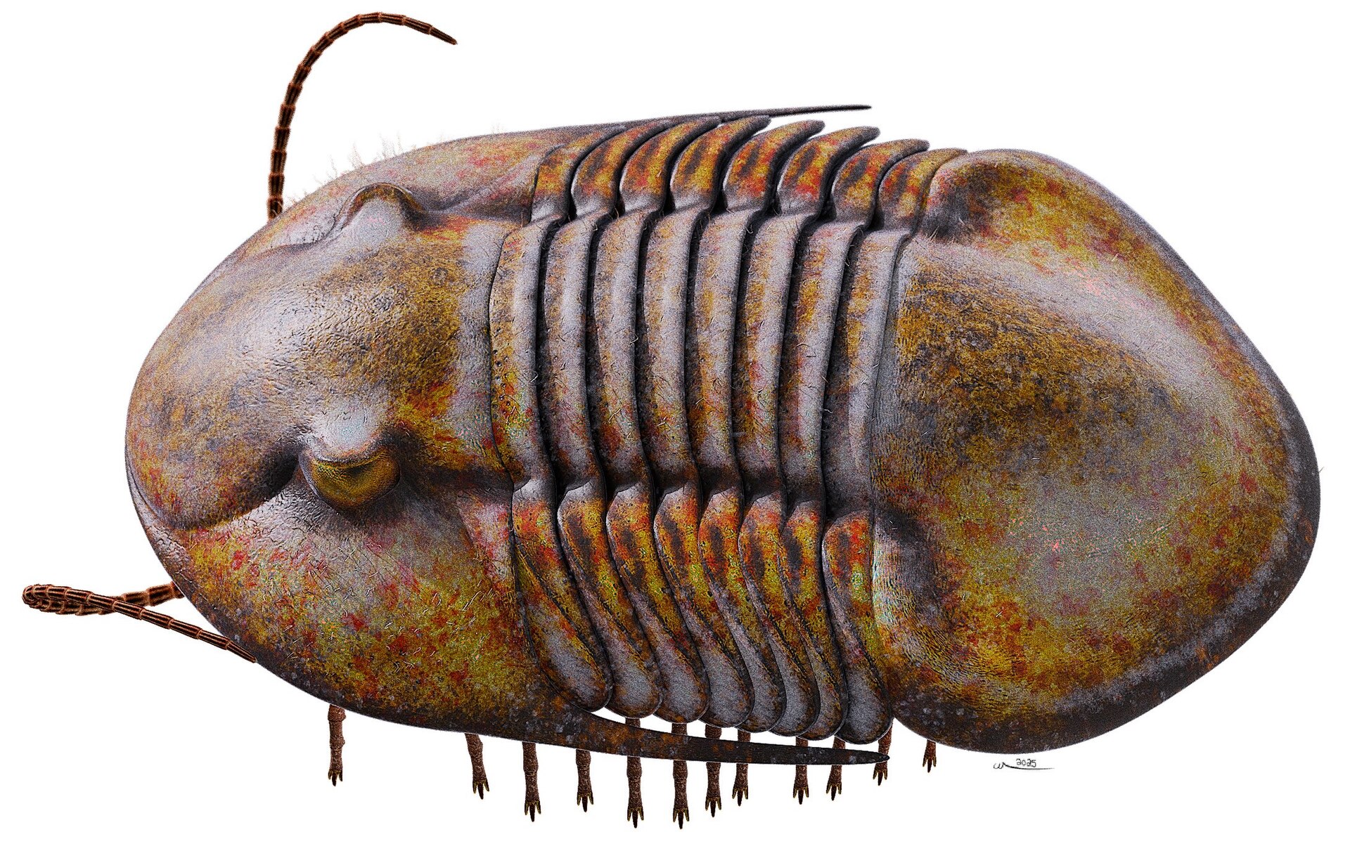 Life reconstruction of Isotelus maximus showing its smooth oval shell, broad head and stalked eyes
