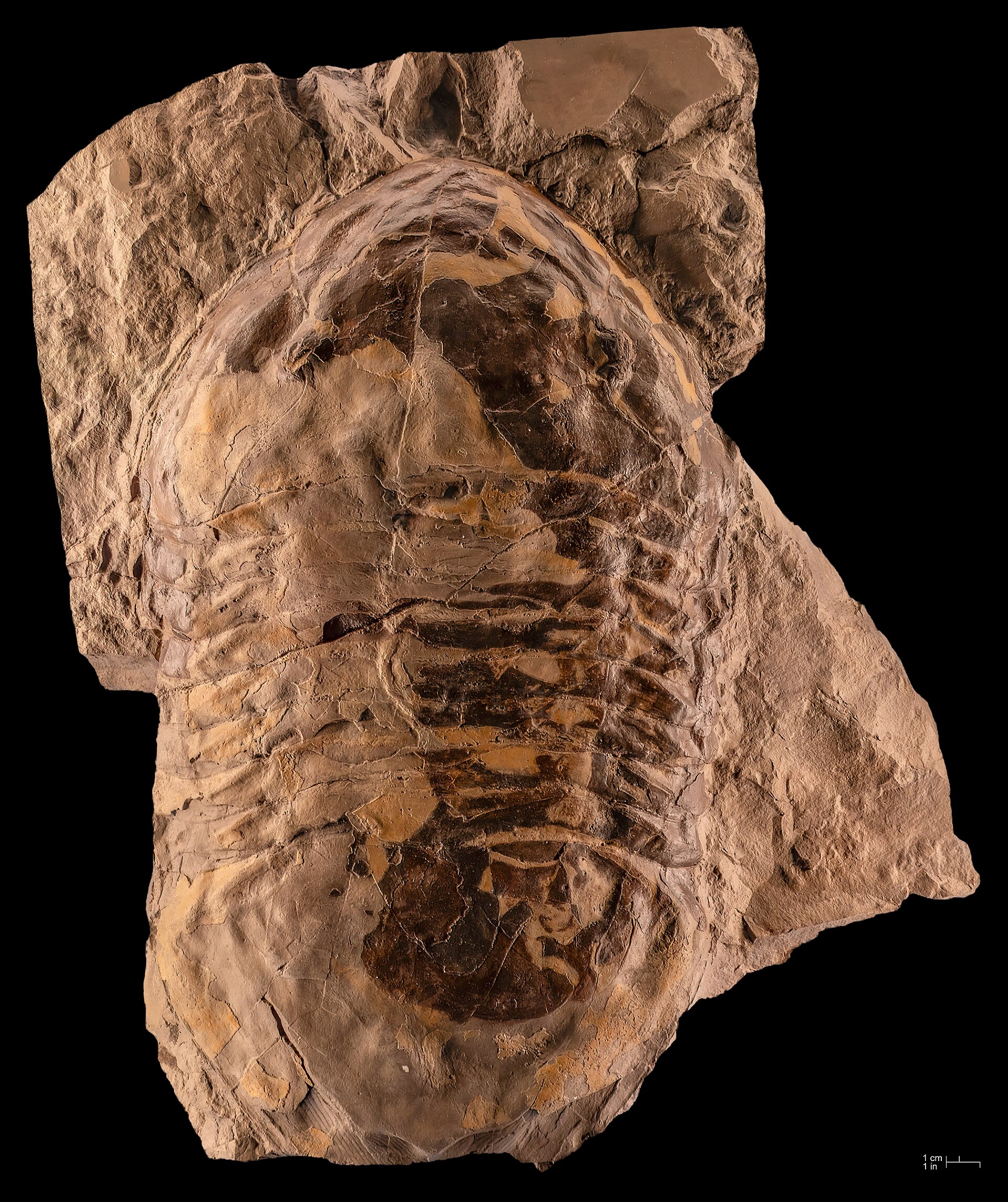 Fossil slab of Isotelus rex, the largest complete trilobite ever found, with a centimetre scale