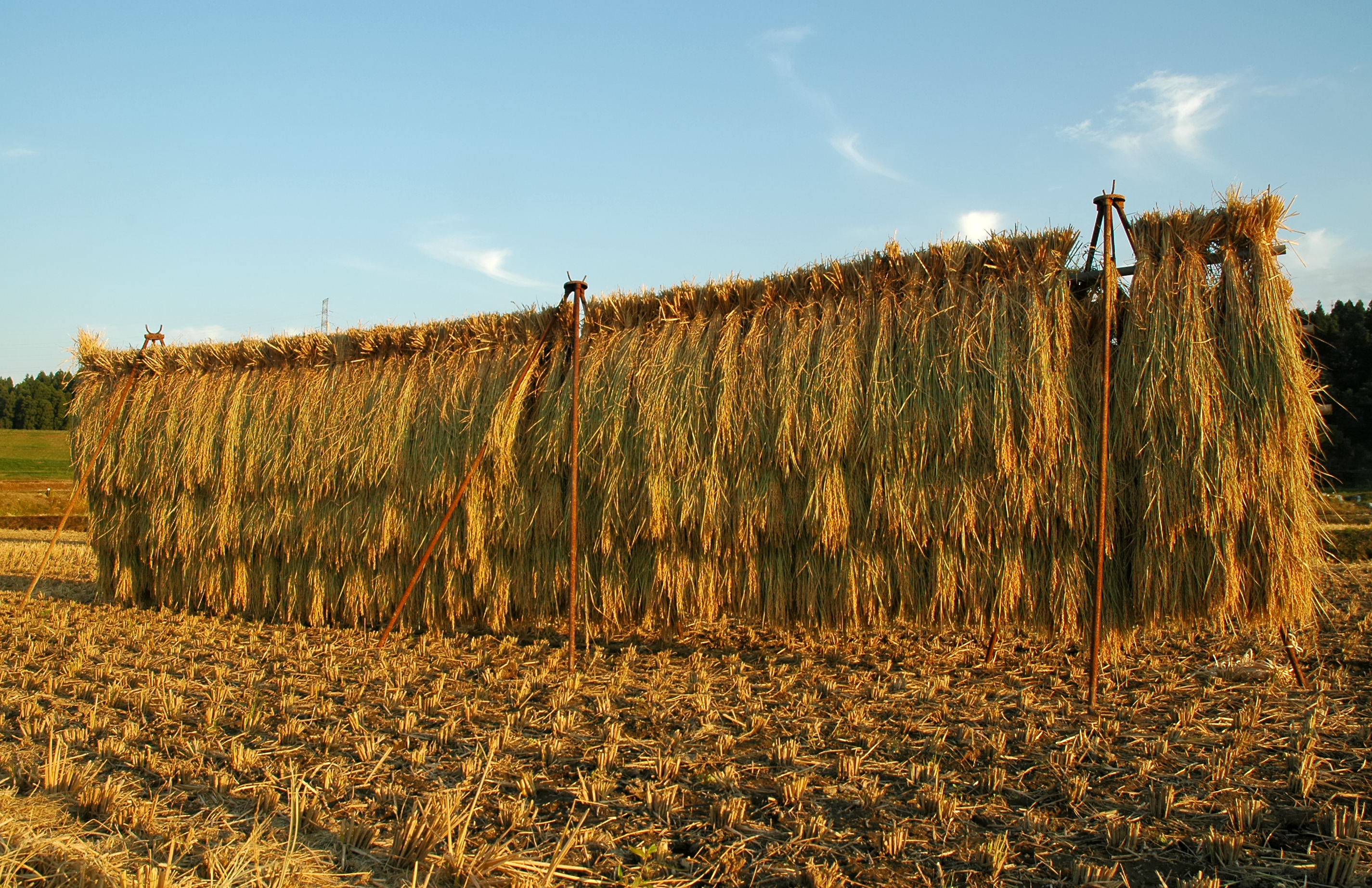 Japanese rice paddy field, traditional habitat where Triops have been known for centuries