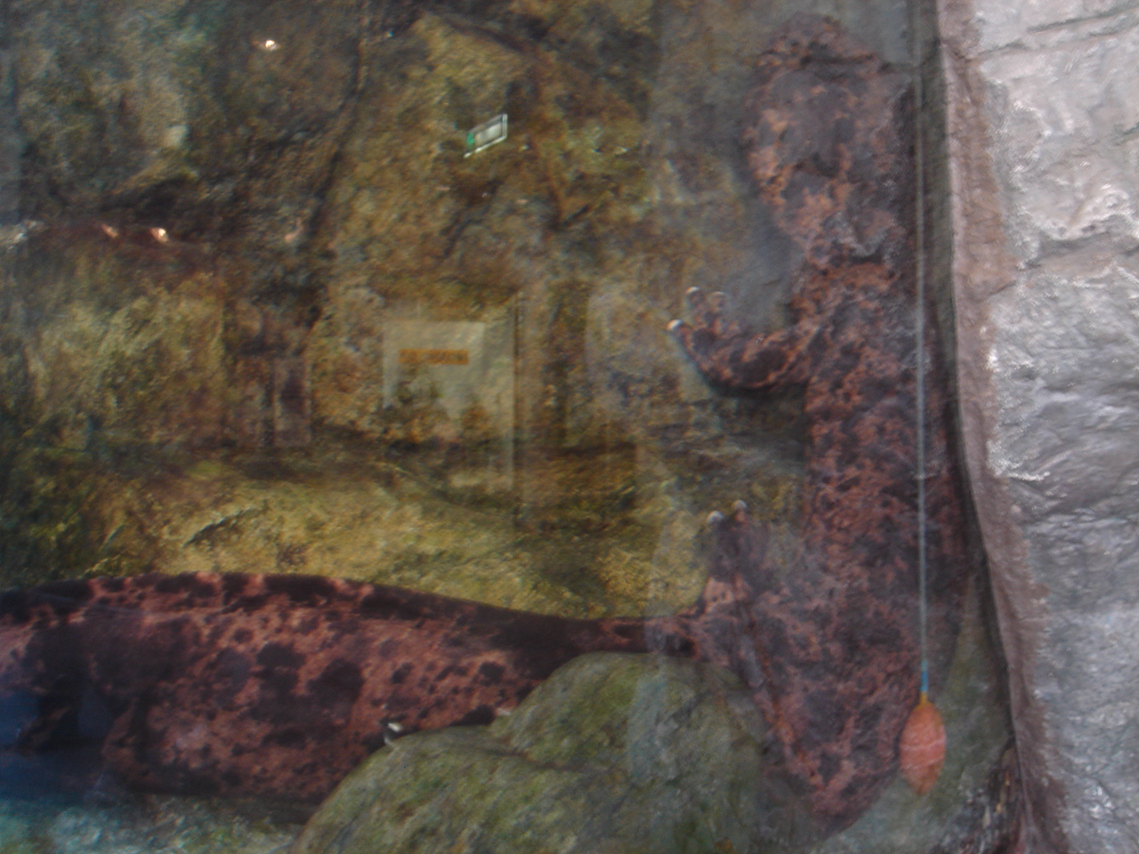 Japanese giant salamander with mottled brown skin resting in shallow stream water