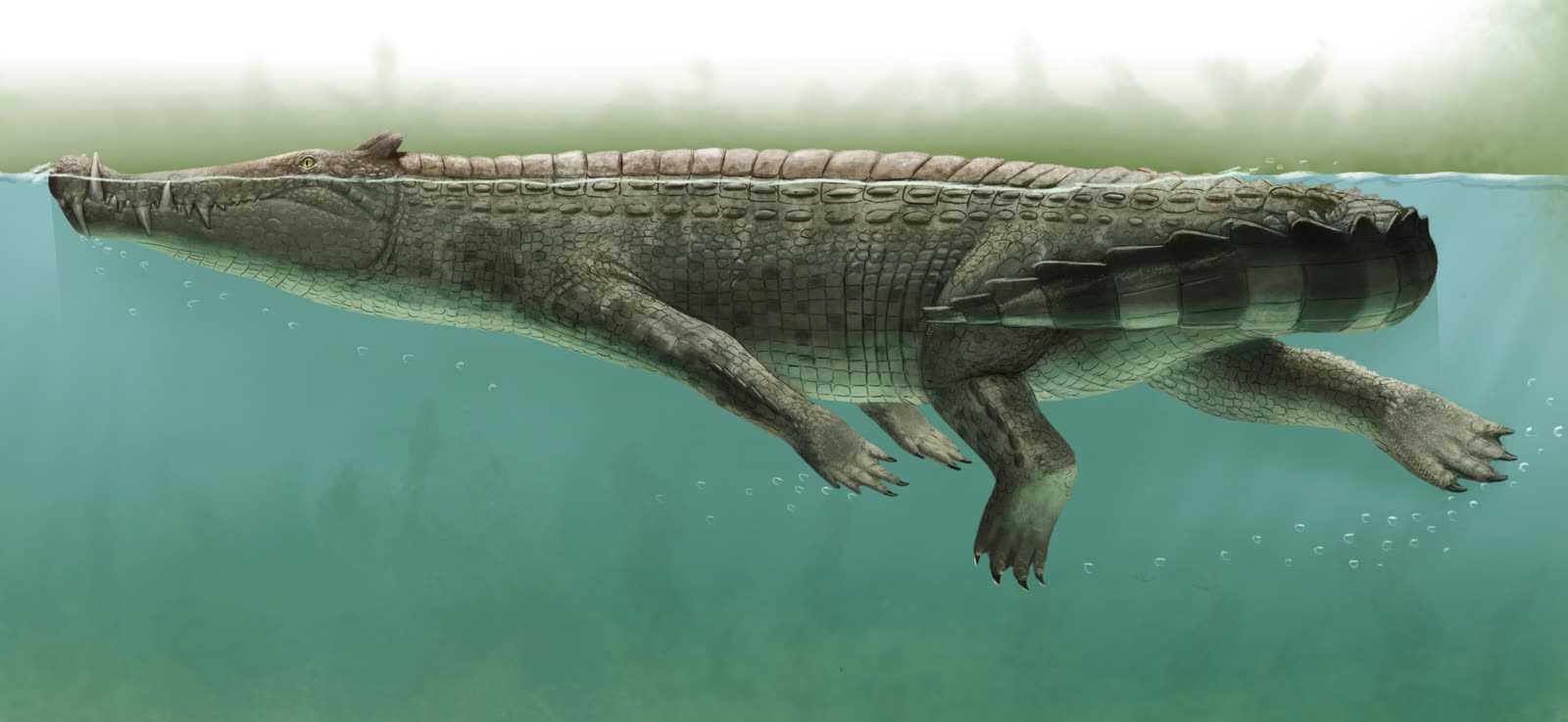 Life restoration of Kaprosuchus the boar crocodile surfacing in a Cretaceous swamp with tusks visible