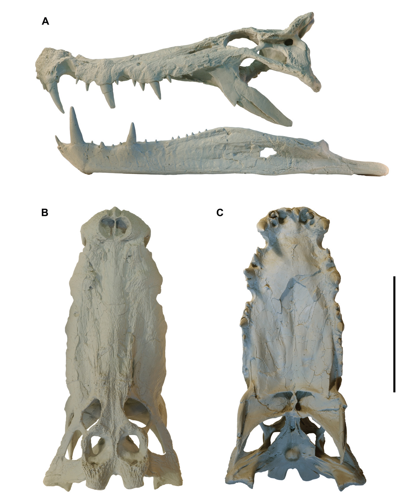 Three views of the Kaprosuchus holotype skull showing its projecting caniniform tusks