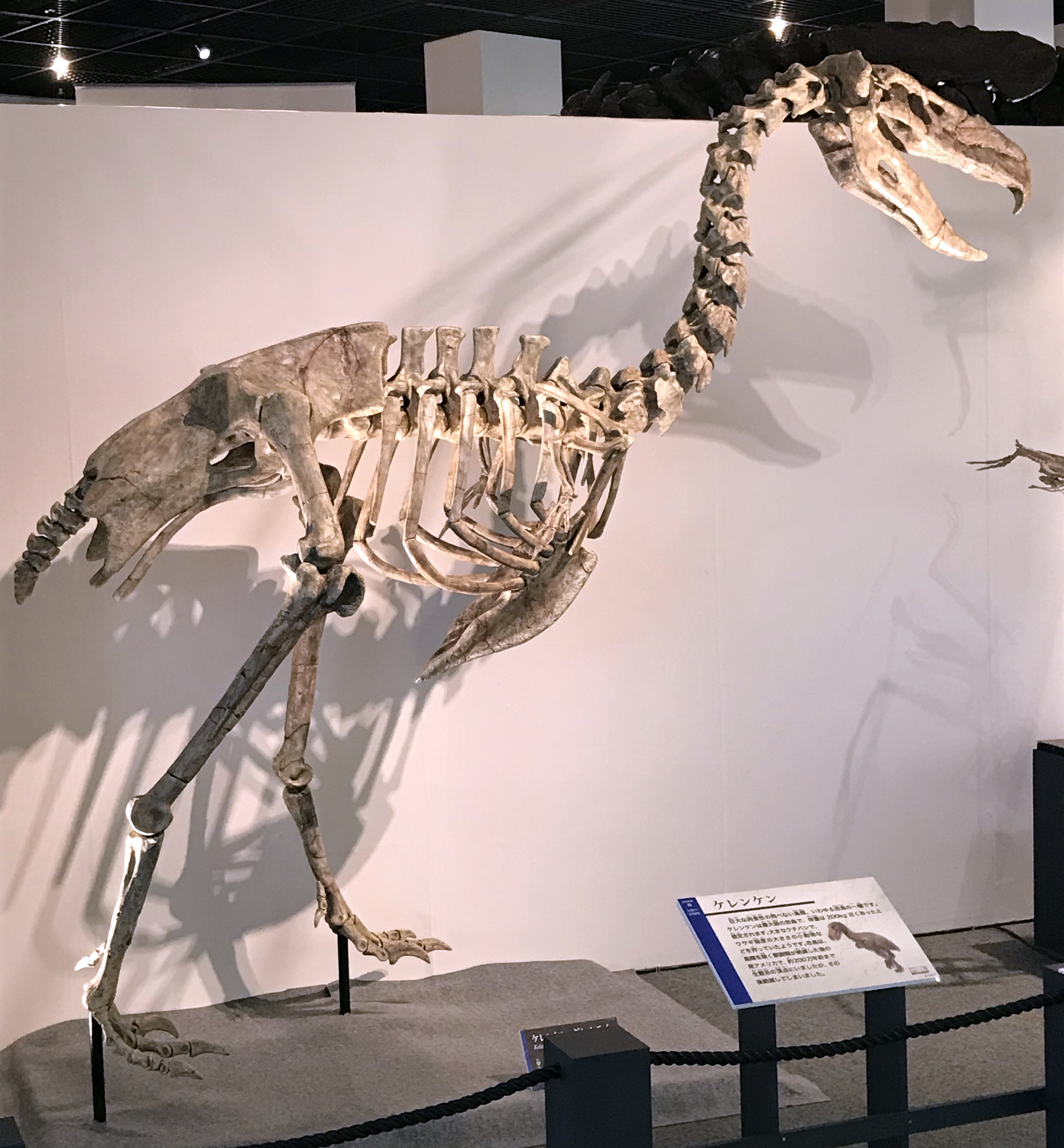 Complete Kelenken guillermoi skeleton on display, showing the largest terror bird skull ever found