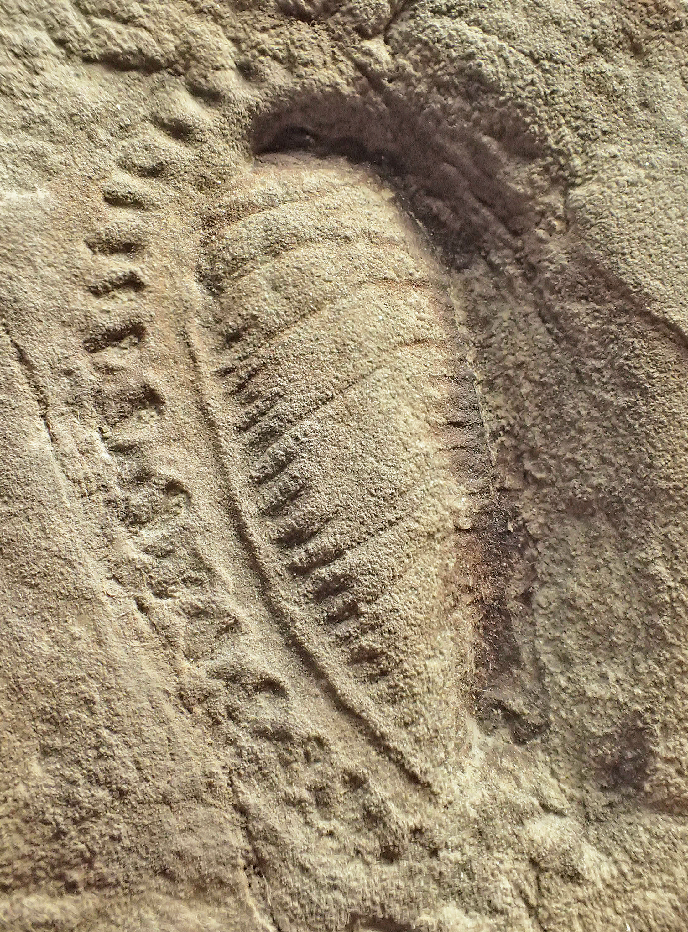 Kimberella quadrata fossil