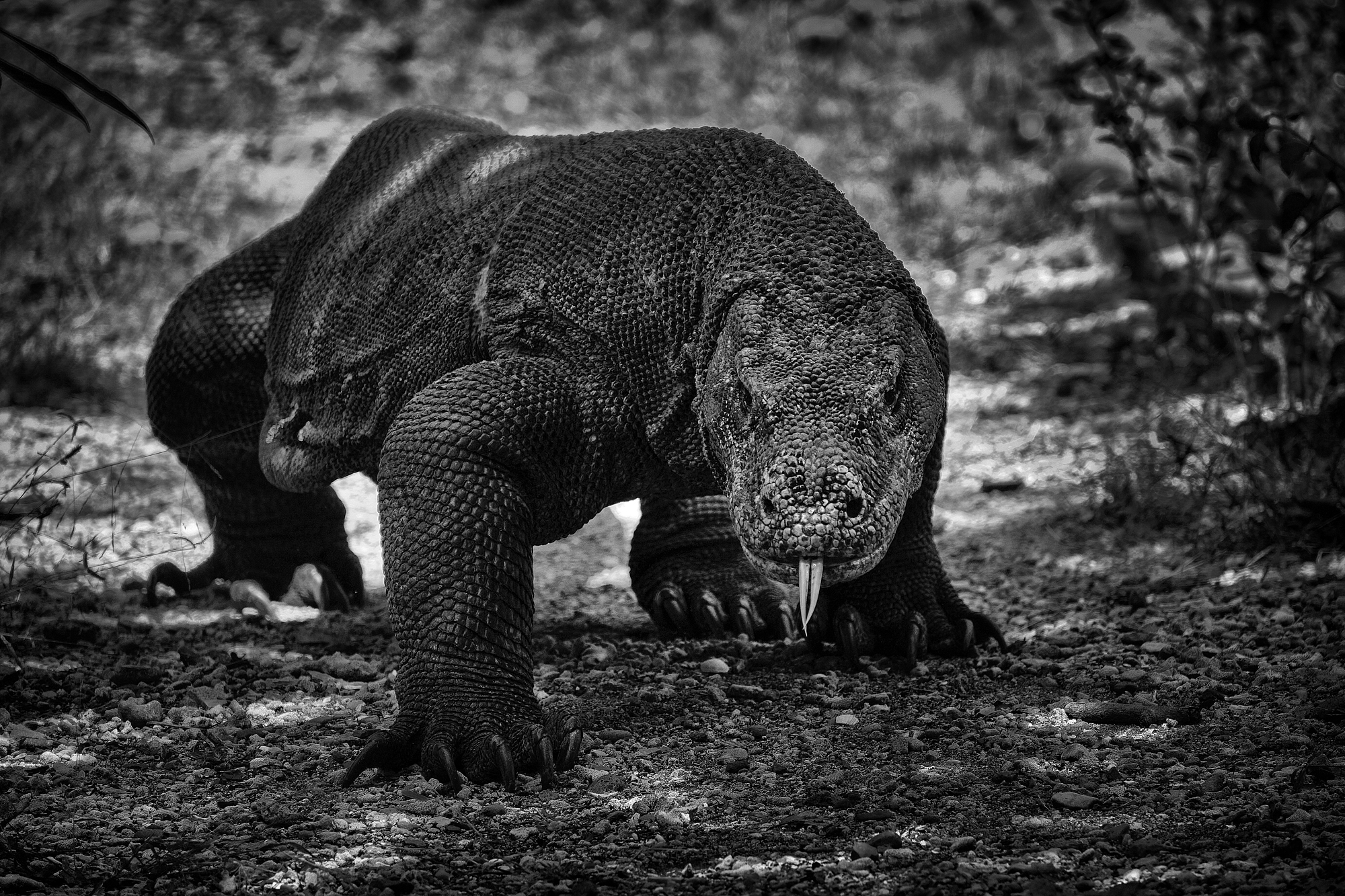 Wild Komodo dragon walking through dry grassland on Rinca Island, Indonesia, the closest living relative of Megalania