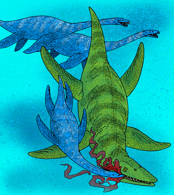 Fossilized Kronosaurus skull at the Queensland Museum showing conical teeth