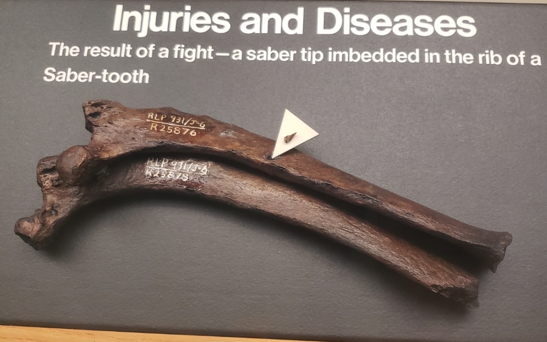 La Brea Tar Pits museum exhibit showing healed bone injuries on Smilodon fossils
