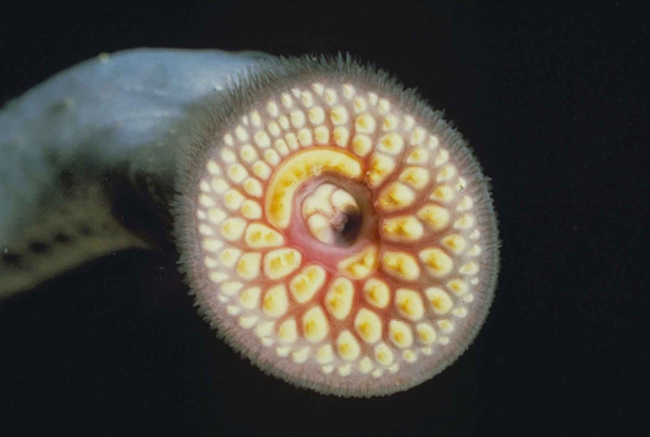 Close-up of a sea lamprey's round sucker mouth, ringed with concentric rows of sharp keratin teeth