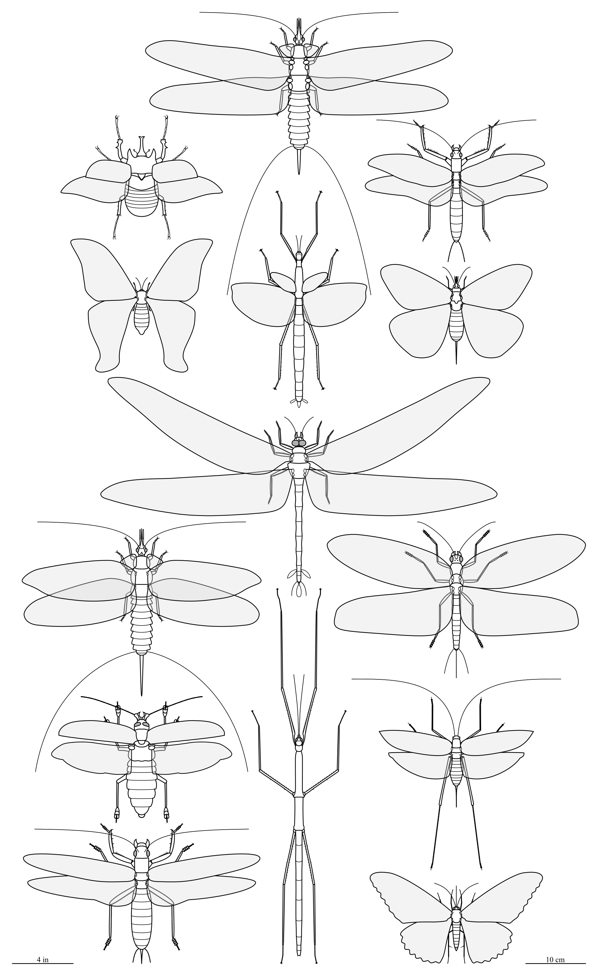 Size comparison diagram showing Meganeura and other giant prehistoric insects relative to a human