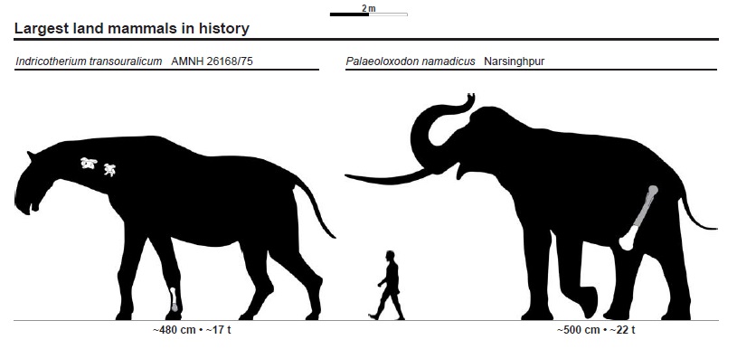 Size chart comparing Indricotherium and the elephant Palaeoloxodon with a human silhouette