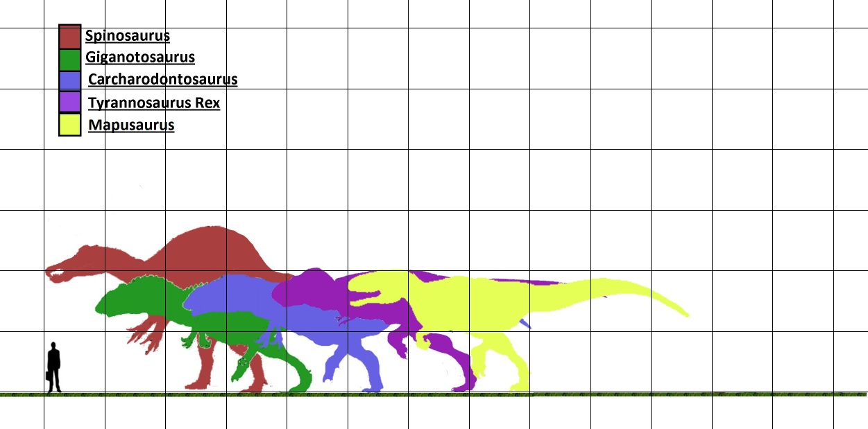 Size comparison of the largest theropod dinosaurs: Spinosaurus, Giganotosaurus, Carcharodontosaurus, Tyrannosaurus rex, and Mapusaurus