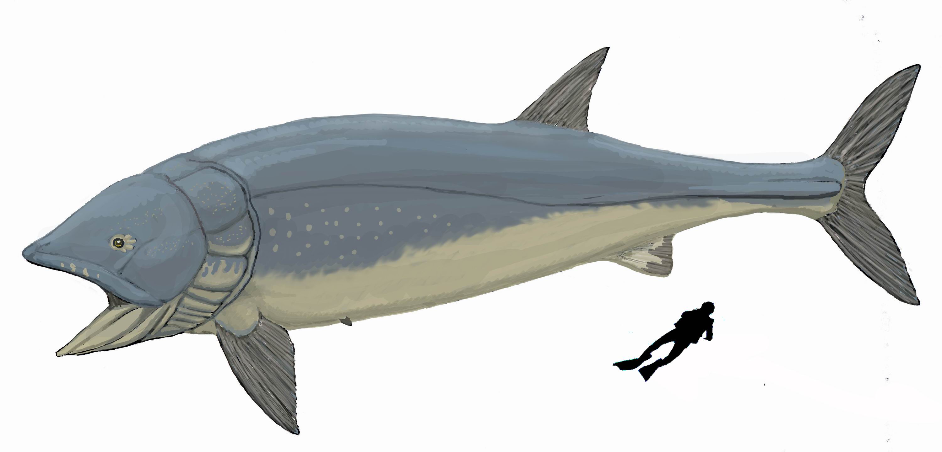 Reconstruction of Leedsichthys problematicus based on fossil material from the Oxford Clay