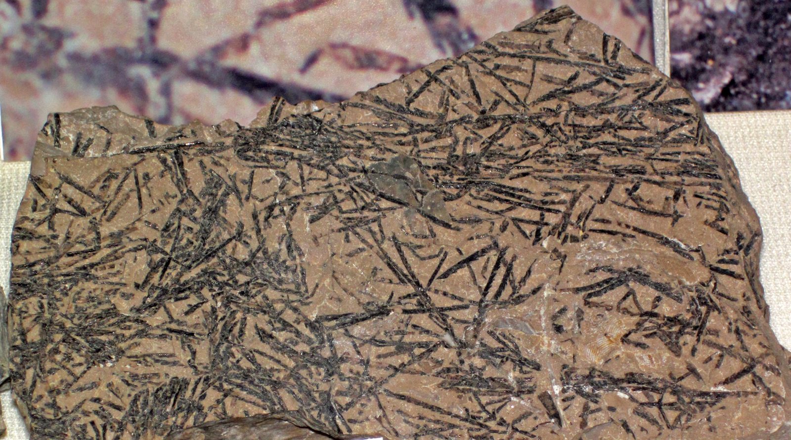 Leptograptus graptolite colonies preserved in Ordovician limestone of the Viola Formation, Oklahoma