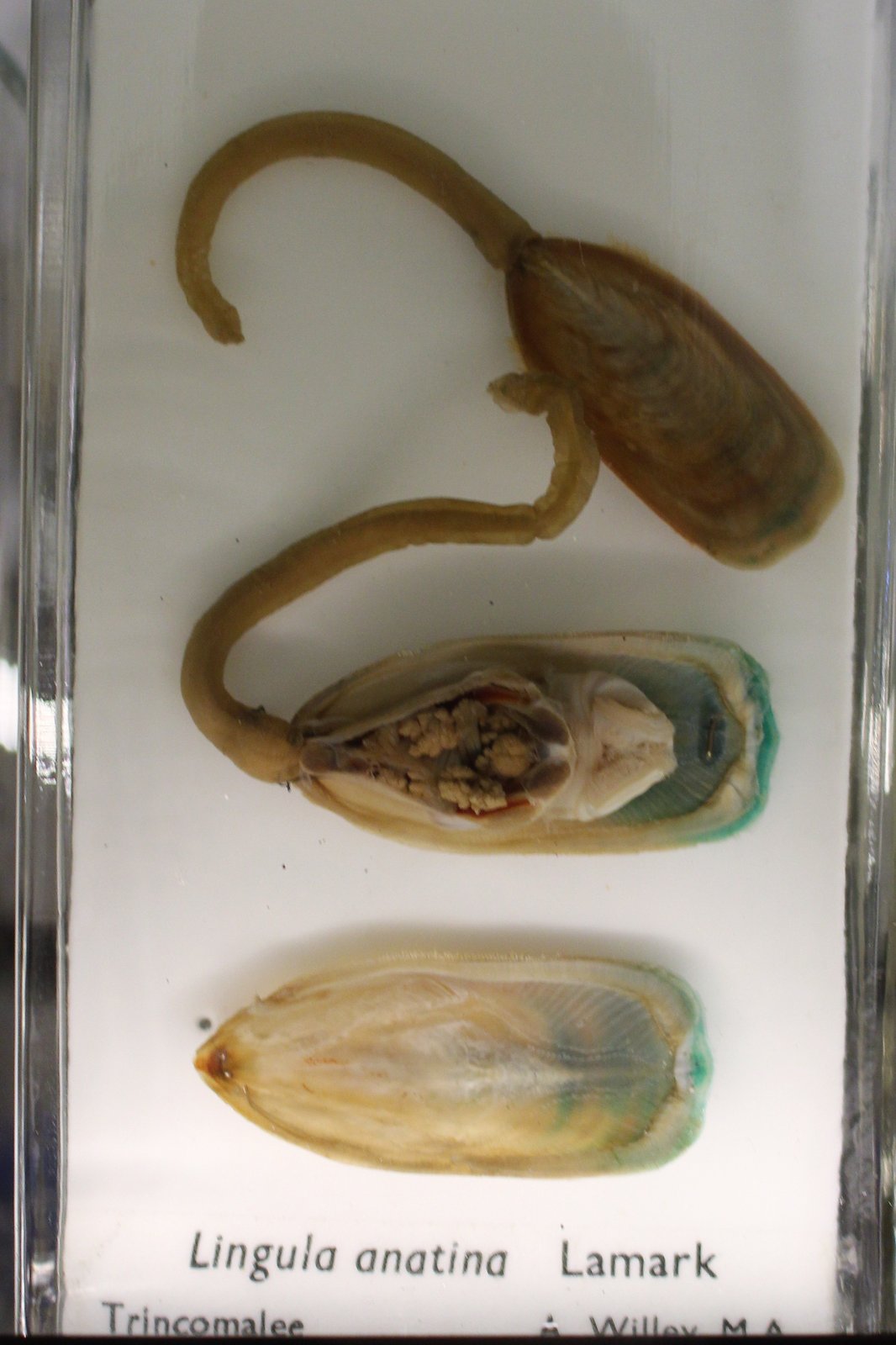 Living Lingula anatina with its fleshy anchoring stalk, photographed on a sandy seabed