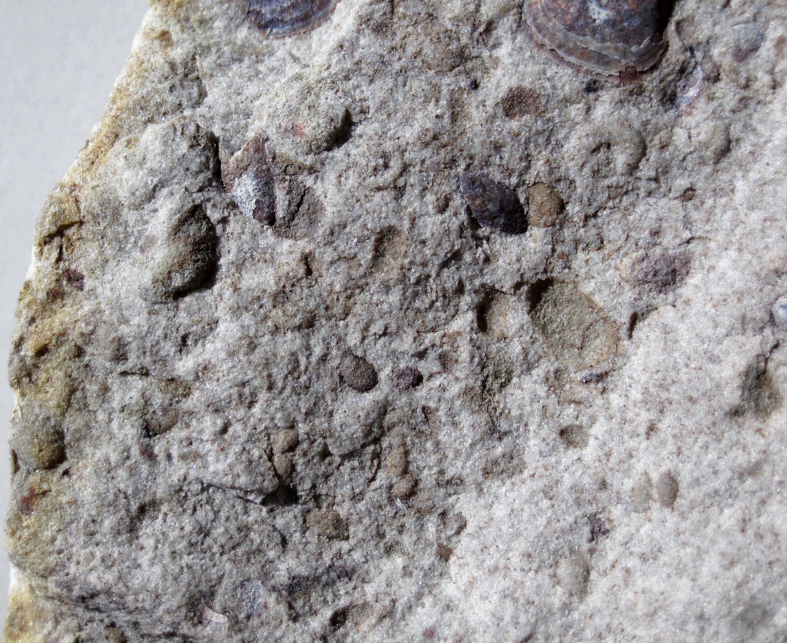 Fossil shells of Lingula cuneata preserved in Lower Silurian sandstone from New York