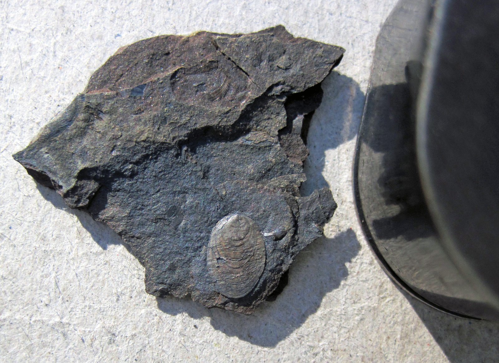 Lingula permiana fossil shells preserved in Late Pennsylvanian coal shale from Ohio