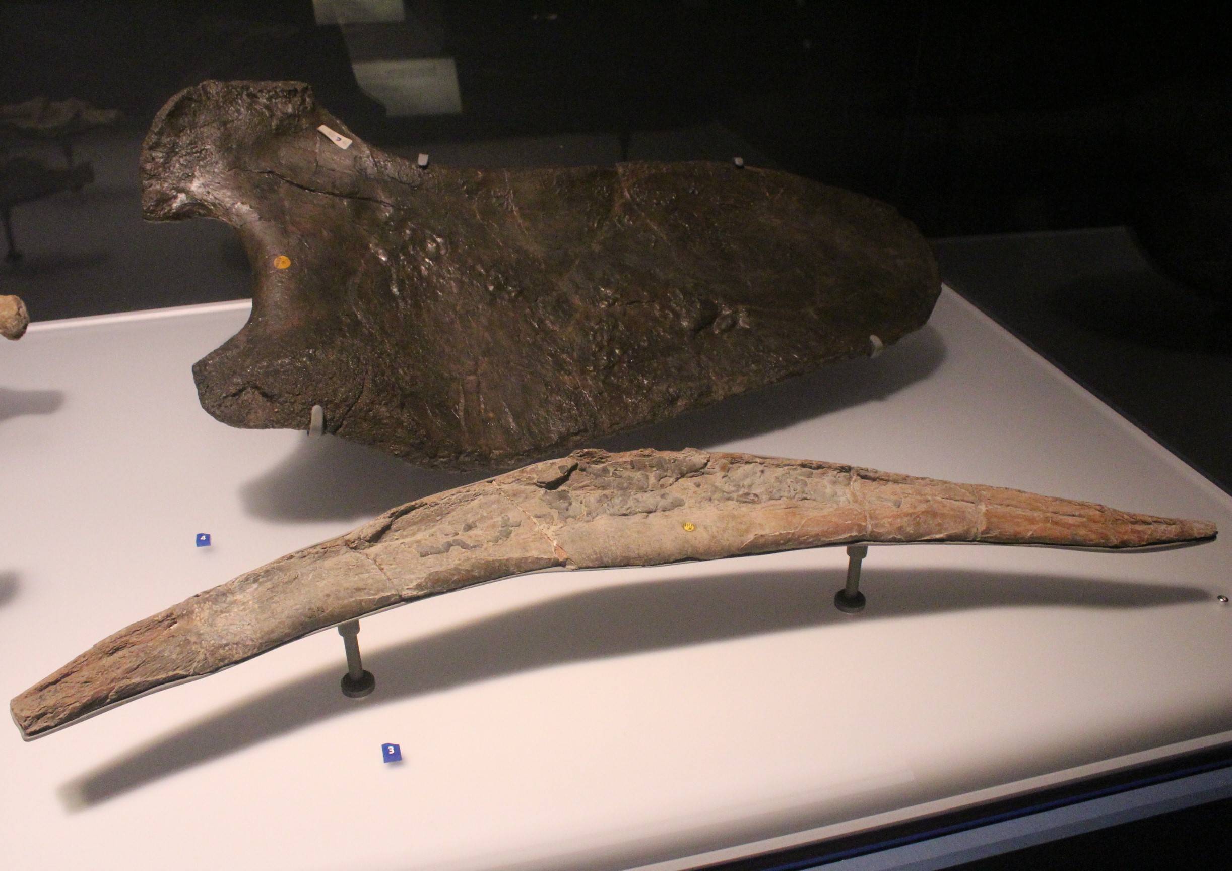 Liopleurodon ferox jaw fossil showing massive conical teeth at the Field Museum in Chicago
