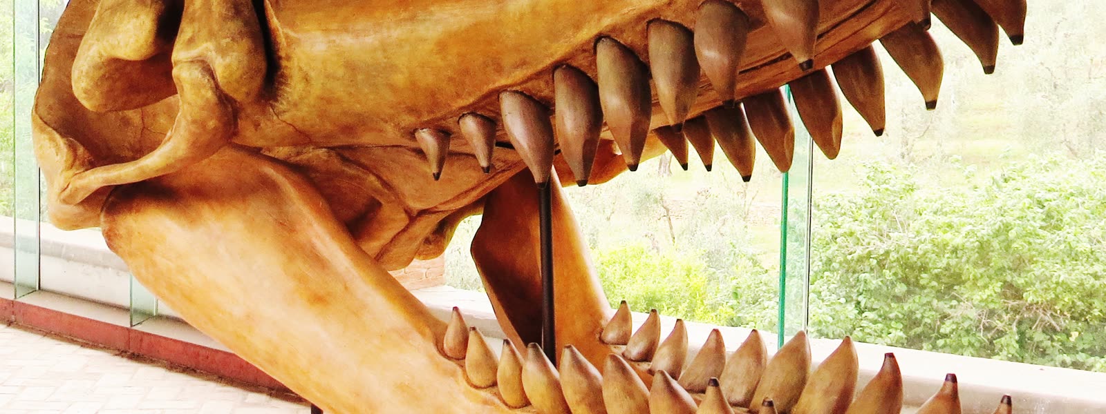 Fossil skull of the giant predatory whale Livyatan melvillei, thick conical teeth lining both jaws