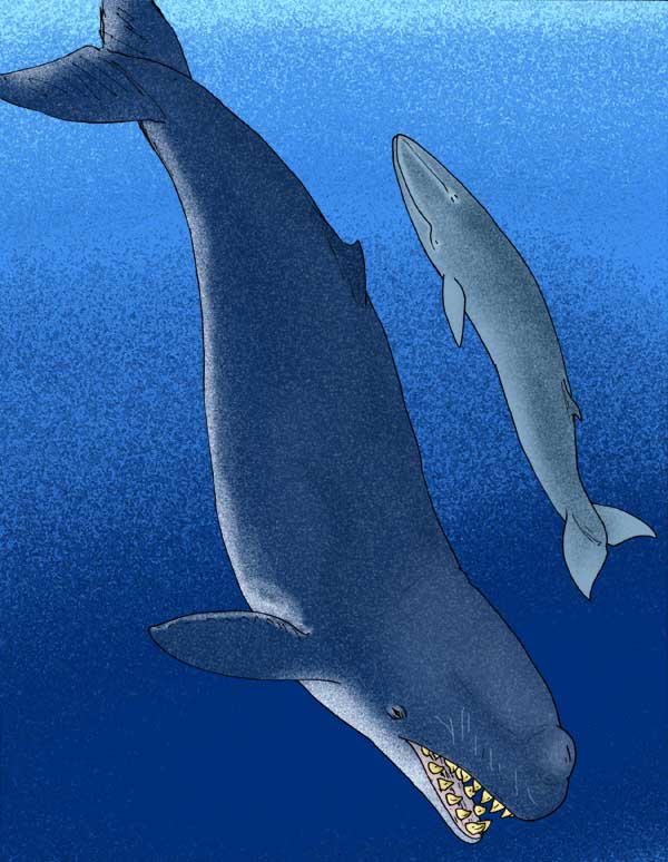 Life restoration of Livyatan melvillei compared with a smaller Miocene whale in Peruvian seas